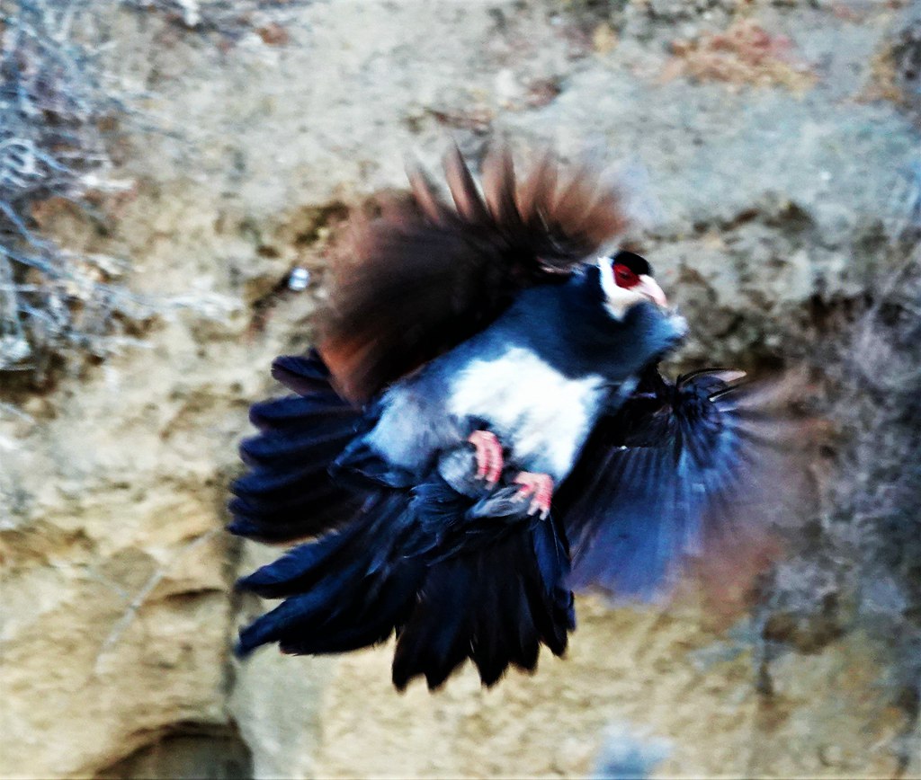 西藏拍鸟 - 摄影游记 - 摄鸟人网站 - 摄鸟人网