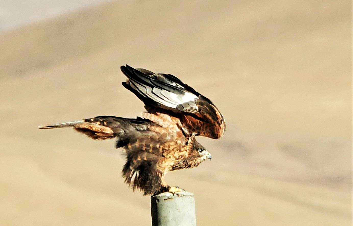 西藏鸟类有多少种，观/拍鸟攻略、观鸟地和摄影技巧--本省各种鸟类大全集锦_国内外鸟讯信息_国际旅游摄影网