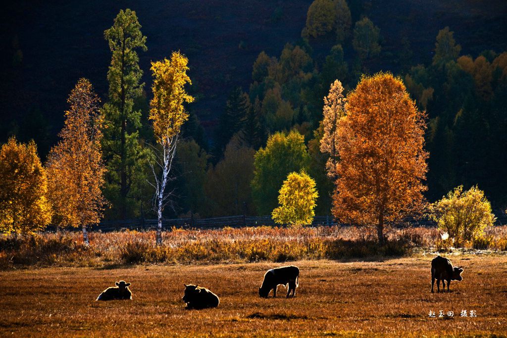 新疆的秋天到底有多美，北疆7日秋色行为您开始秋季之旅