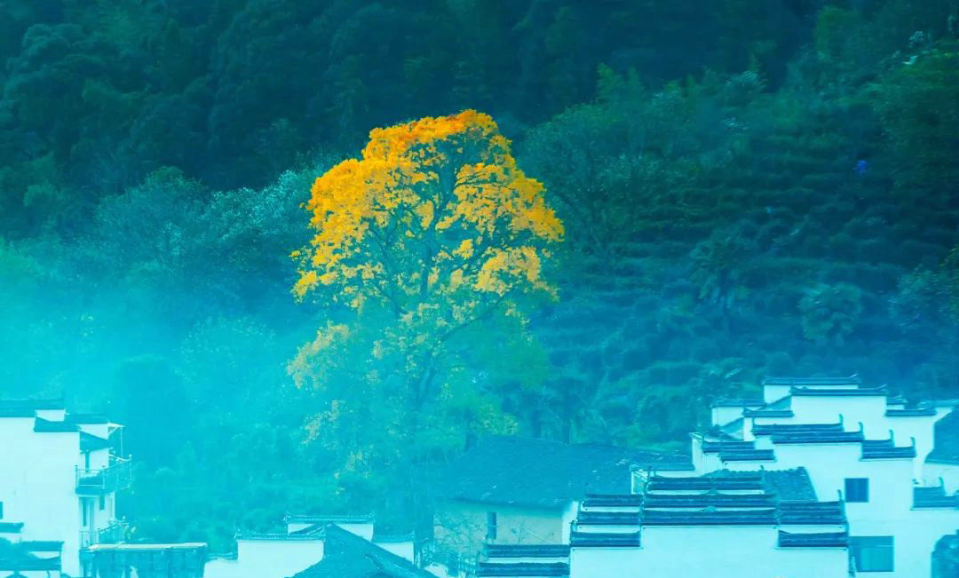 2023Դʯ/¥ɫ˽ܵ㣬¿Ŀ⾳ʵӰţȷţſʱƱ