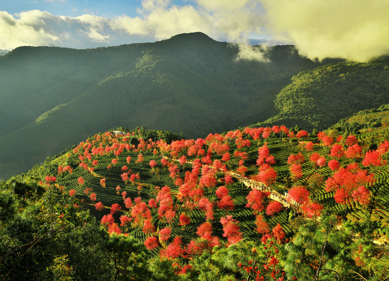 云南省大理州南涧县无量山樱花谷自然景观_站酷海洛_正版图片_视频_字体_音乐素材交易平台_站酷旗下品牌