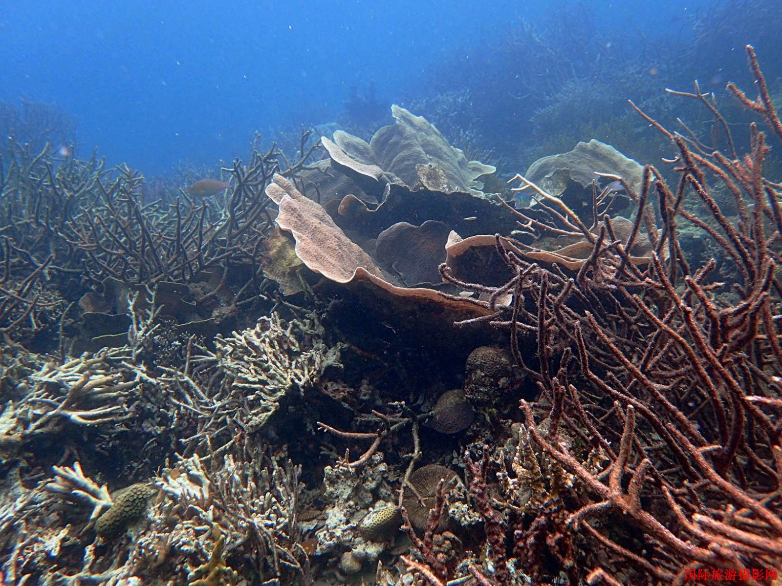 OI000178_mh1516183916217.jpg