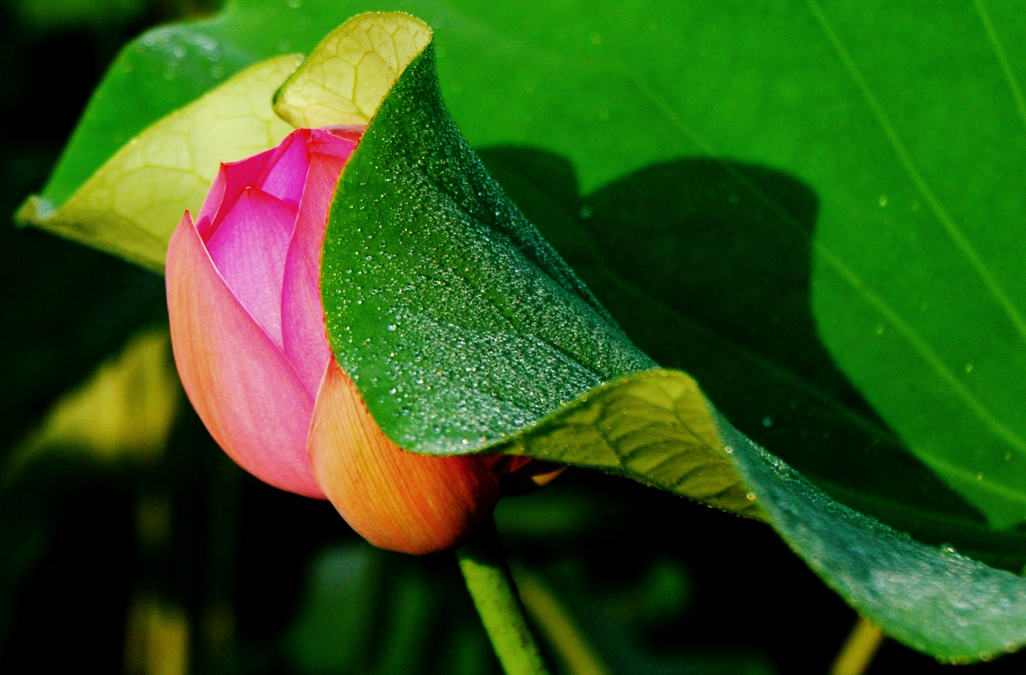 DSC_0601_看图王.jpg