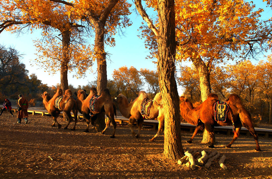 南疆曲尕胡杨、罗布人村寨、沙雅原始胡杨、库车大峡谷、塔里木胡杨、穿越两大沙漠公路、和田老街金秋大环线风光民俗精品摄影团(正在报名)