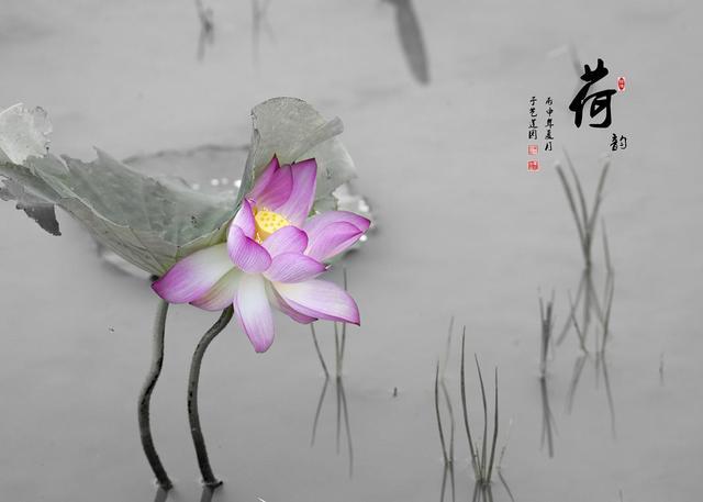 荷香墨韵出自然画意摄影