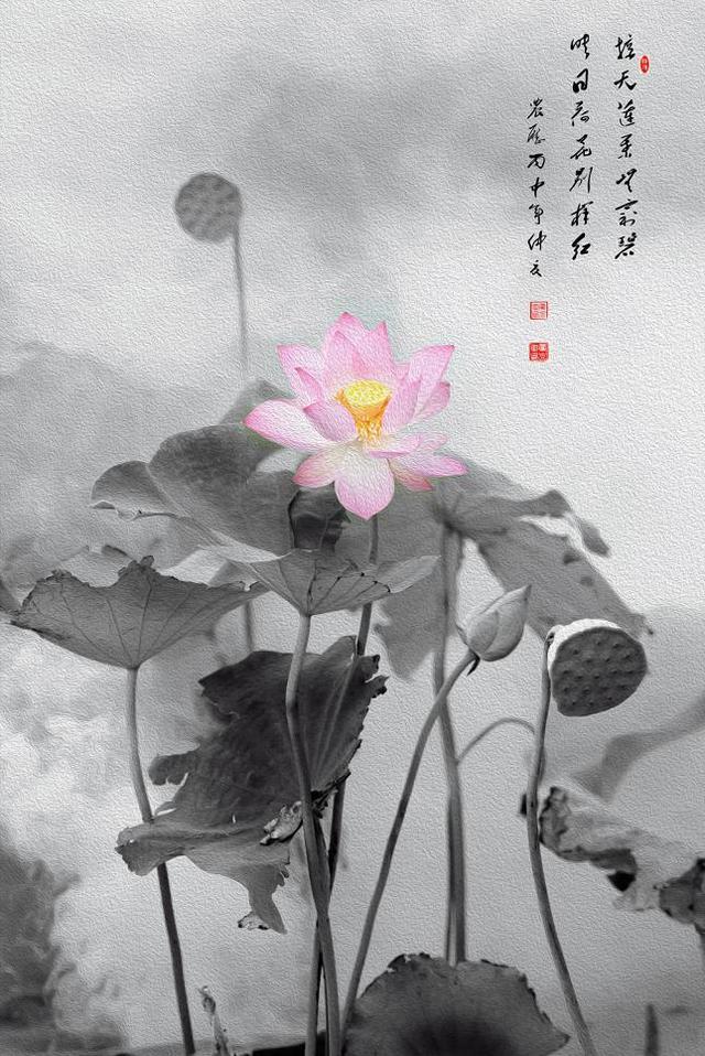 荷香墨韵出自然画意摄影