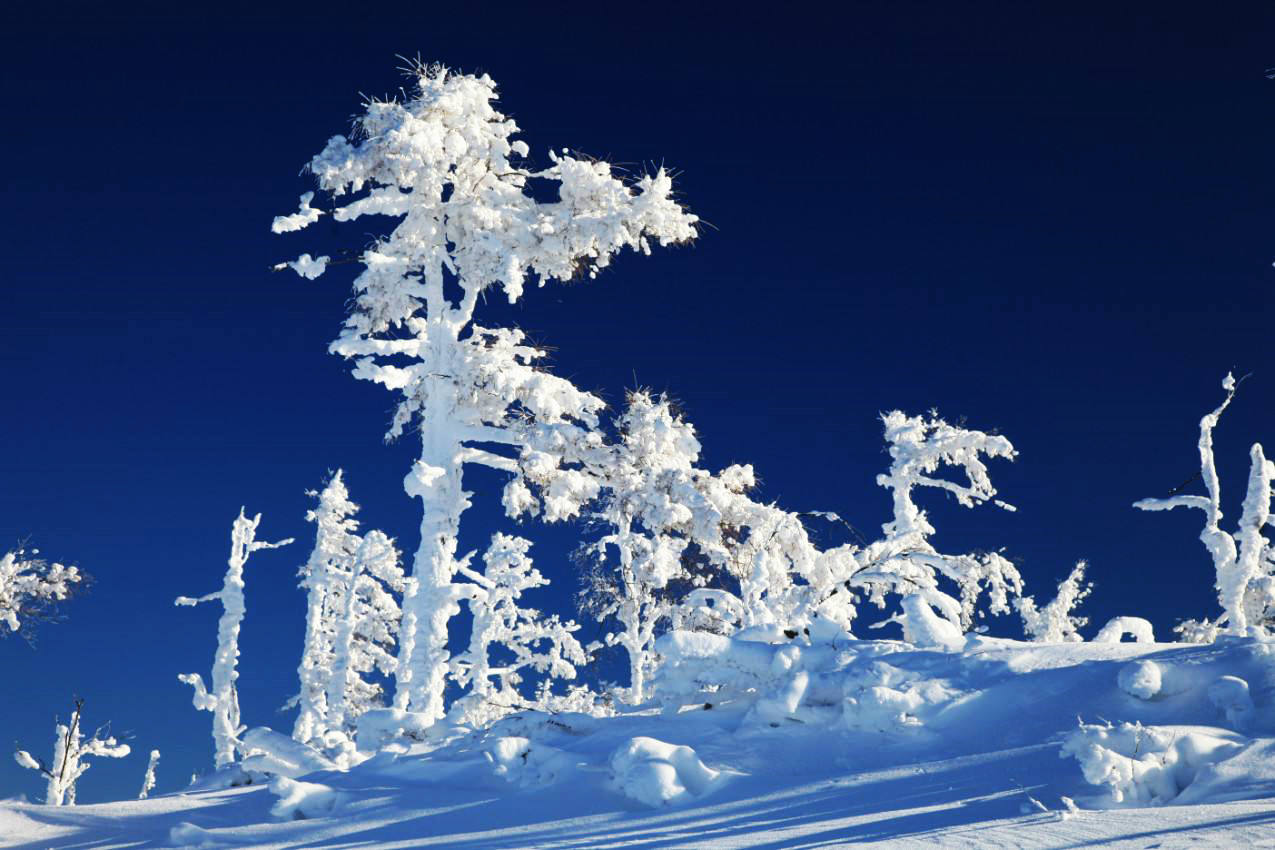 八人口技唱林海雪原_林海雪原图片