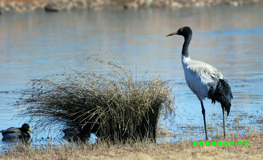 DSC_5159.jpg DSC_5159.jpg