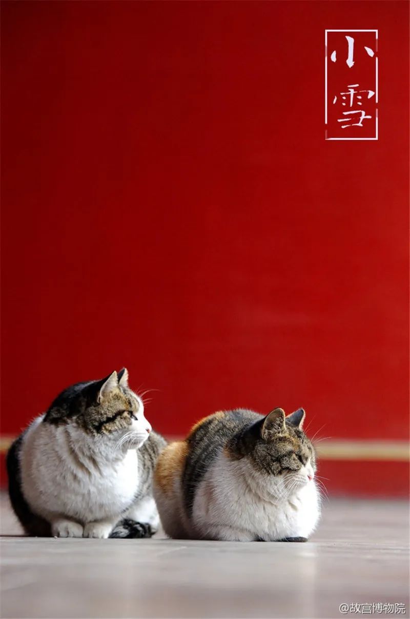 故宫的猫