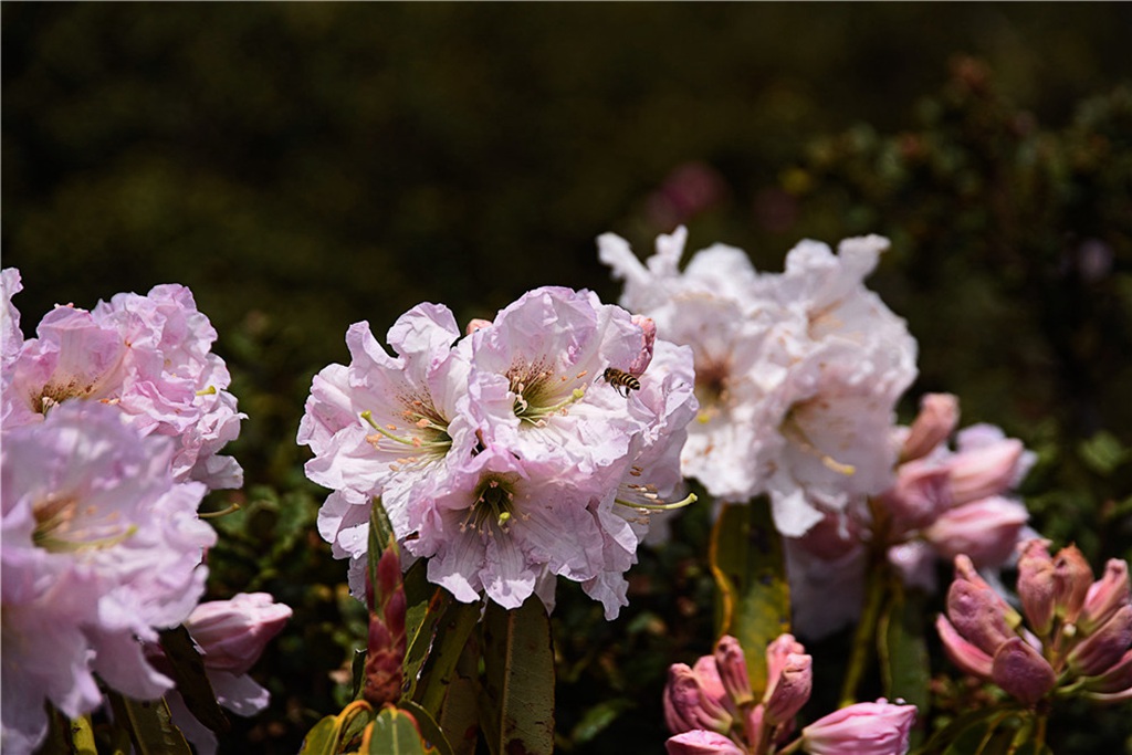 _DSC4680.jpg _DSC4680.jpg