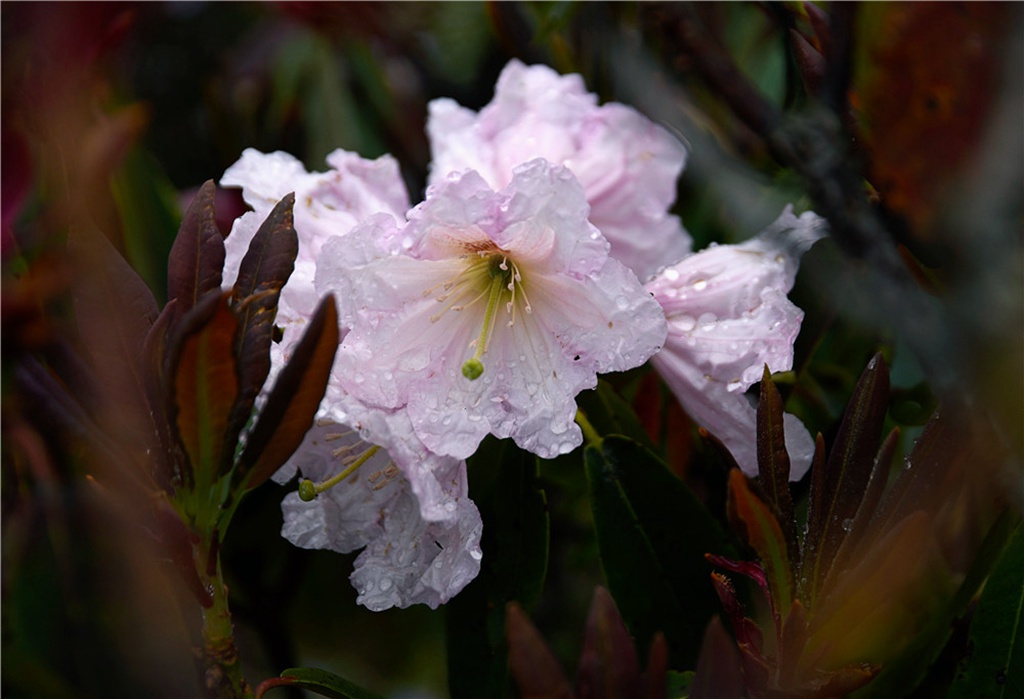 _DSC4672.jpg _DSC4672.jpg