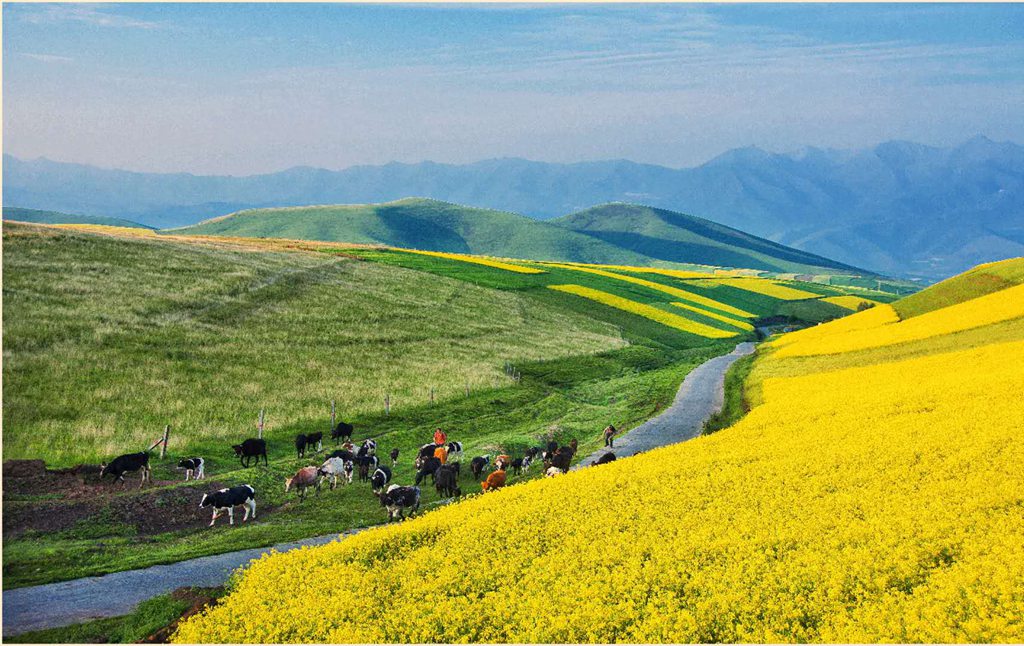 门源油菜花海在哪里,怎么去油菜花海