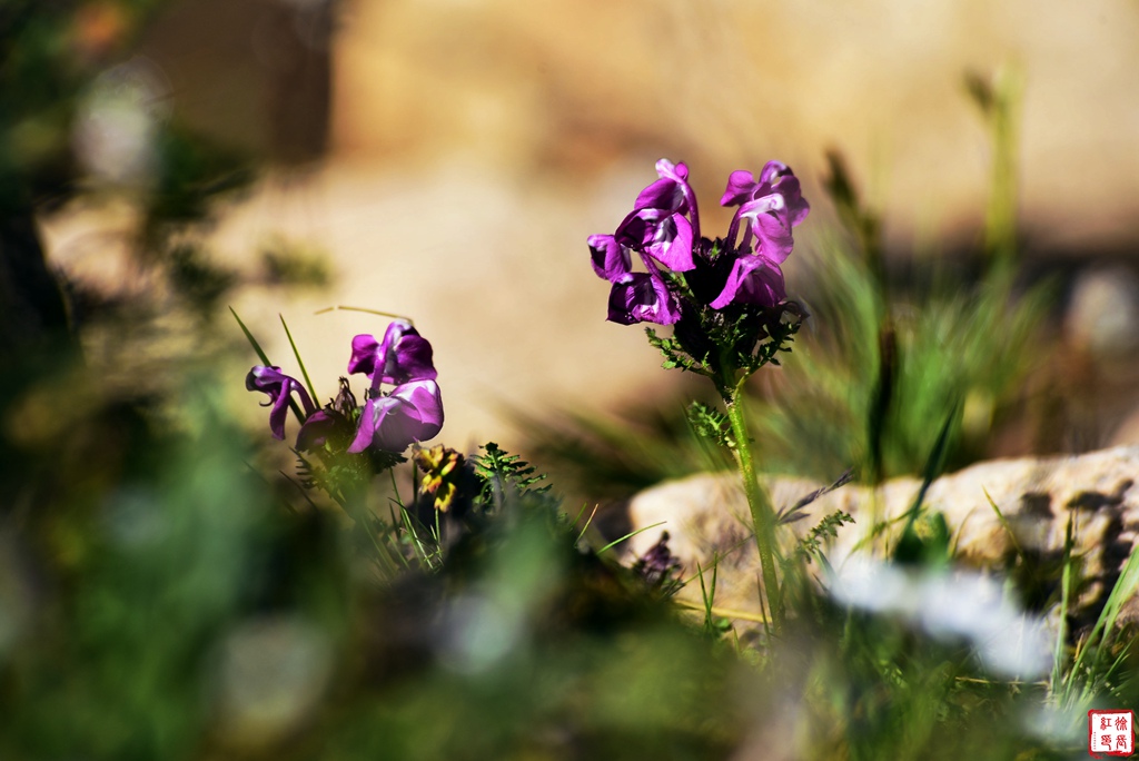 _DSC0185_副本.jpg _DSC0185_副本.jpg