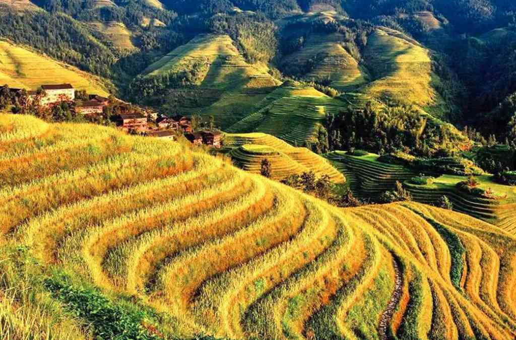 10月13日桂林龙脊梯田一片金黄,漓江山水风光7日专业摄影团(报名结束)