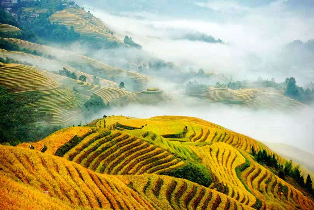2020最美风景图片,2020吉利微信头像图片 2020年最美的风景留给你,龙脊梯田金秋美景将延长