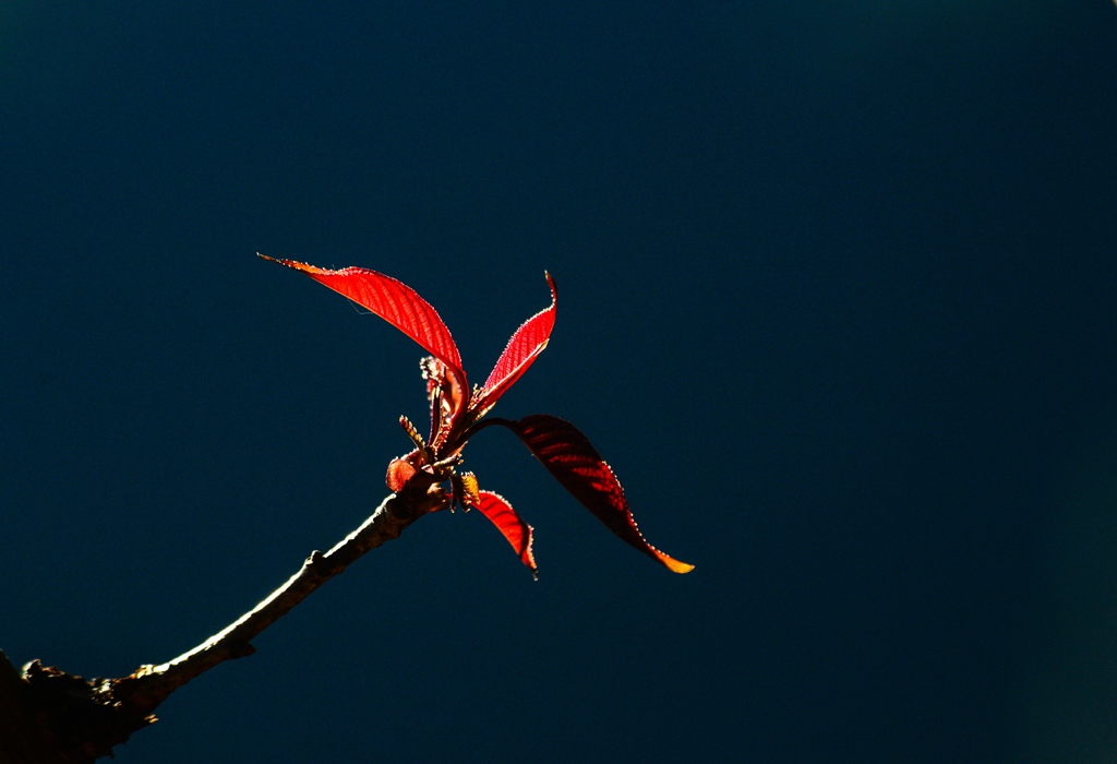 _DSC0046.jpg _DSC0046.jpg