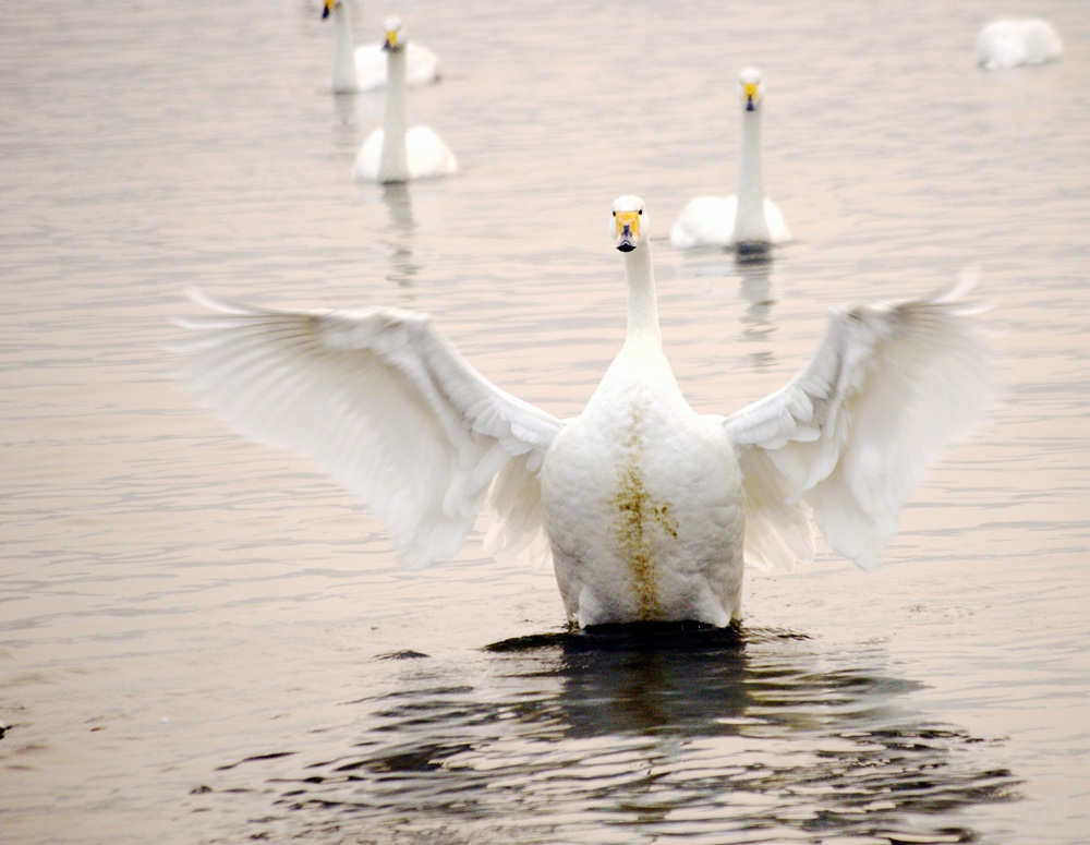 _DSC0101.jpg _DSC0101.jpg