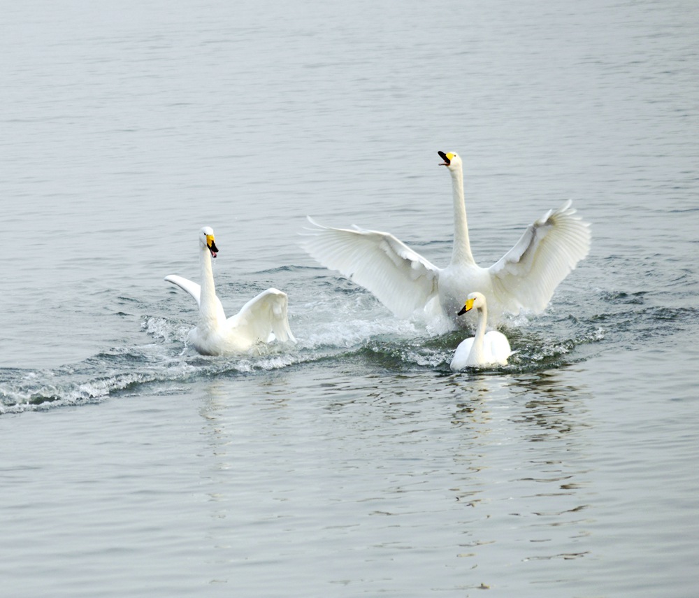 _DSC9658.jpg