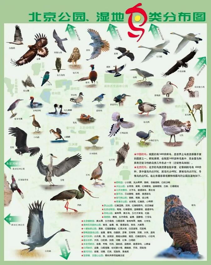 北京观鸟拍鸟地及参考鸟种及分布的鸟类品种--本市各种鸟类大全集锦