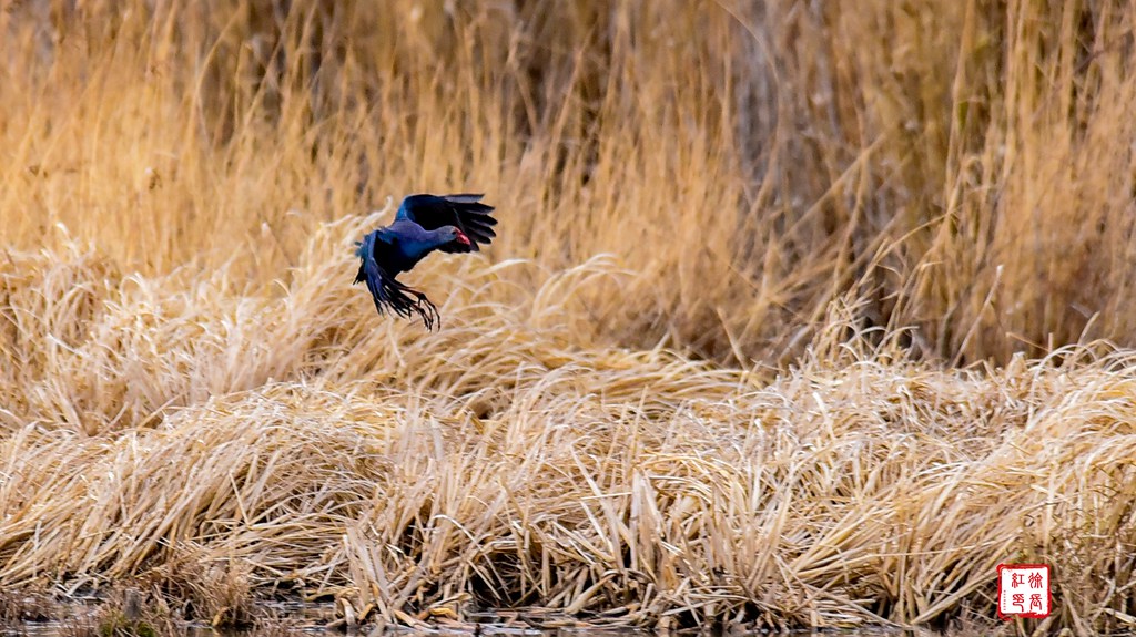 _DSC4885_dh.jpg