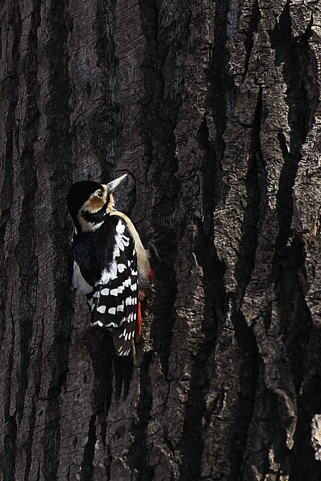 【高清图】大斑啄木鸟育雏-2-中关村在线摄影论坛