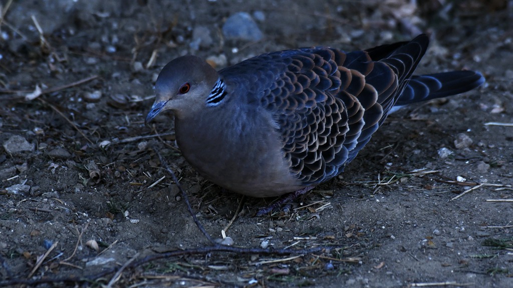 _DSC2207_副本.jpg