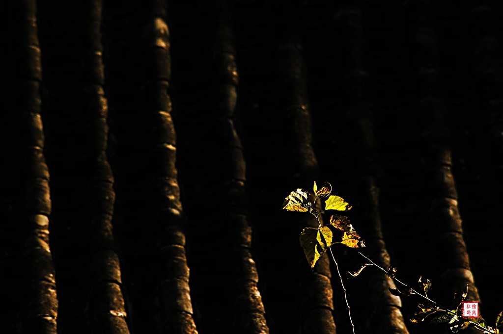 _DSC6040_副本.jpg