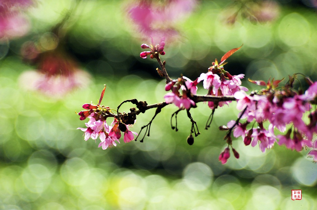 _DSC6505_副本.jpg