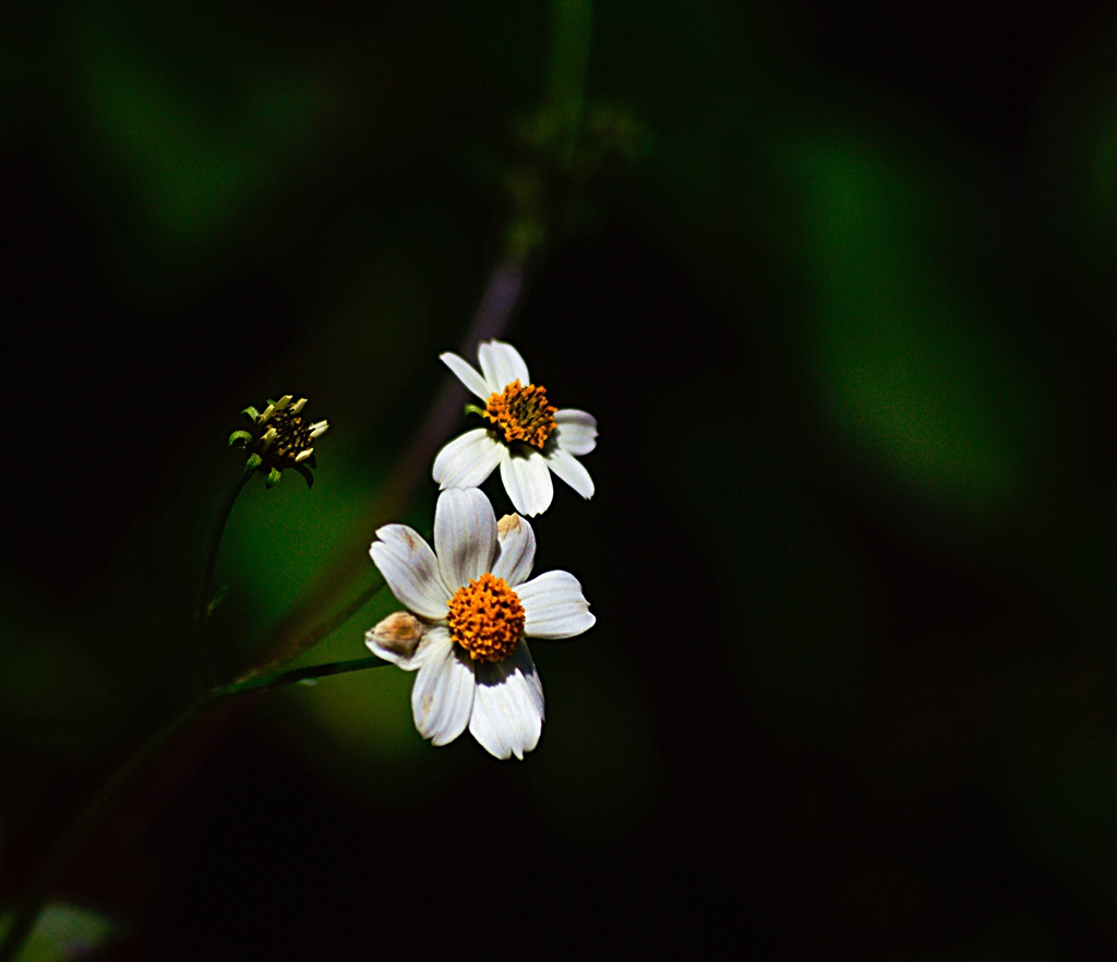 _DSC0083.jpg