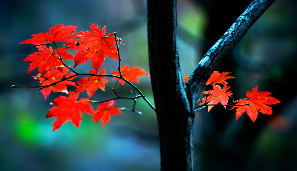_DSC6233-2 - 副本.jpg