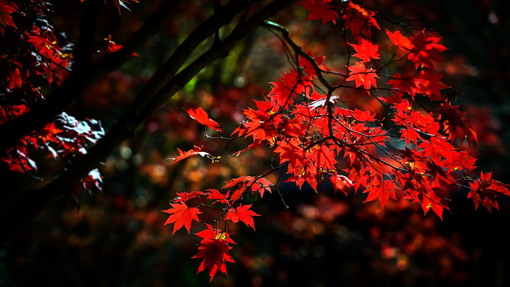 _DSC5972-2400 - 副本.jpg