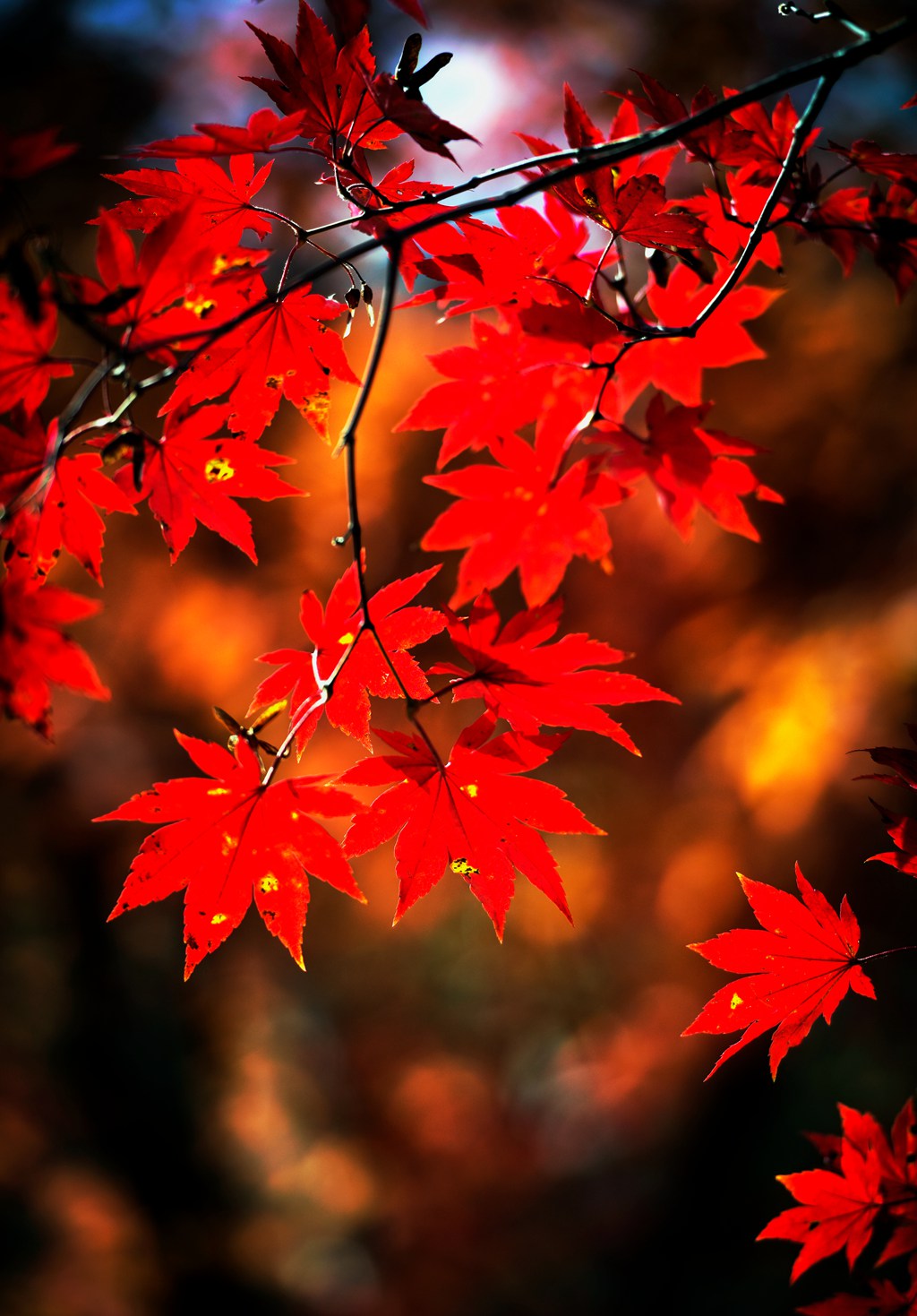 _DSC6007 - 副本.jpg _DSC6007 - 副本.jpg