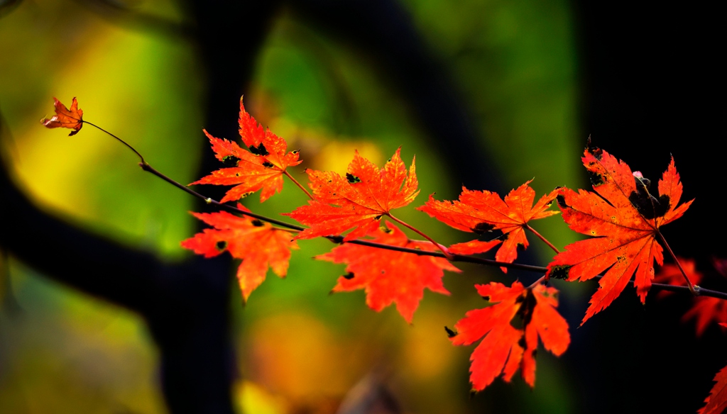 _DSC6122-2 - 副本.jpg _DSC6122-2 - 副本.jpg