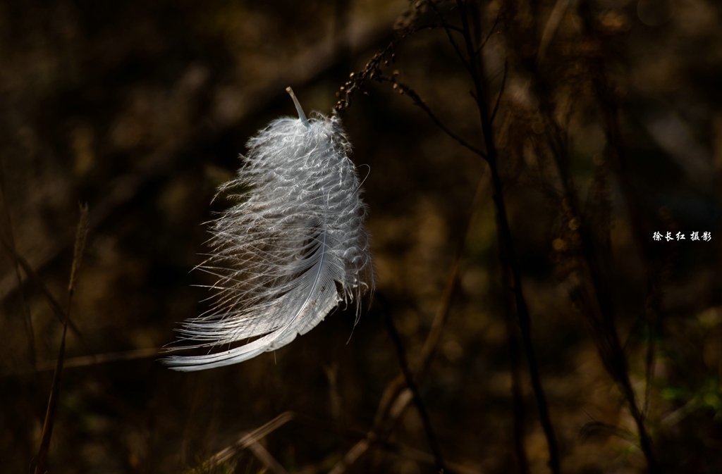 _DSC6335.jpg _DSC6335.jpg