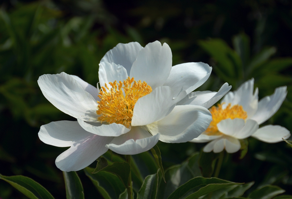 DSC_2160.jpg