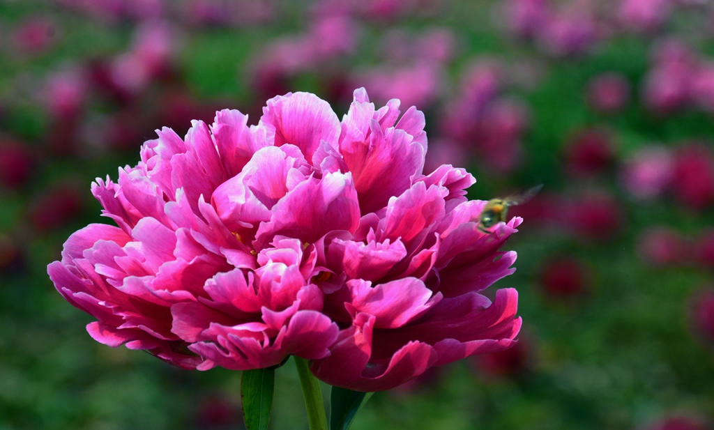 DSC_2165.jpg