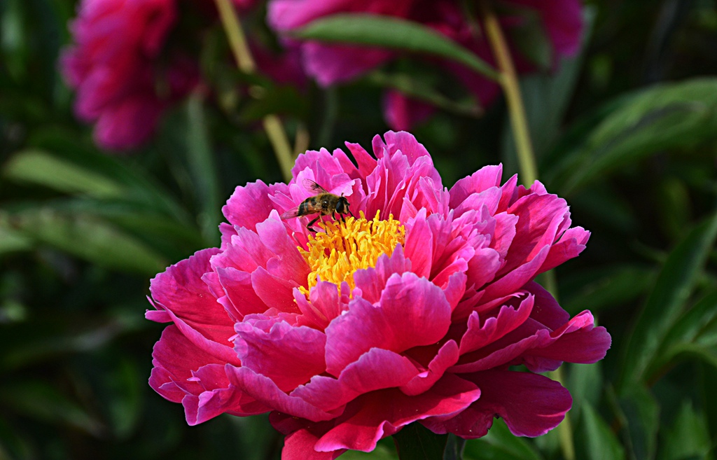 DSC_2166.jpg