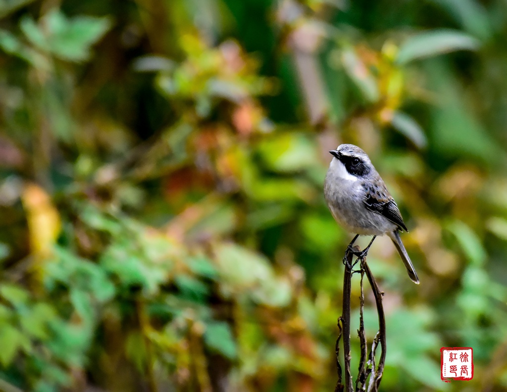 _DSC0460_dh.jpg _DSC0460_dh.jpg