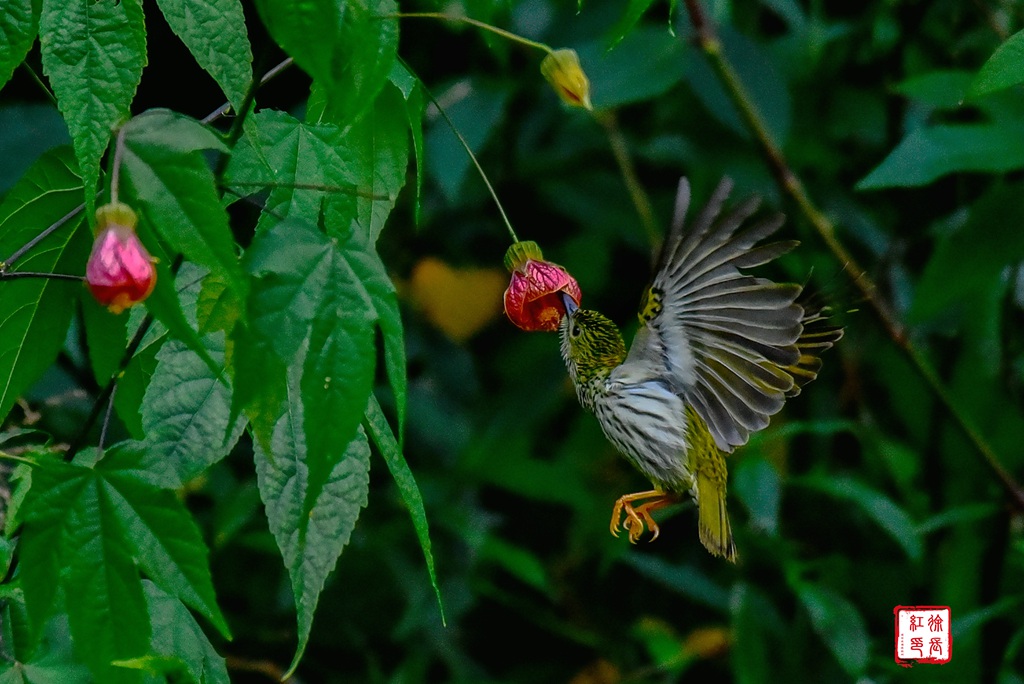 _DSC1231_dh_dh.jpg _DSC1231_dh_dh.jpg