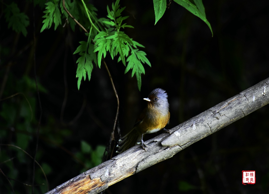 _DSC6723.jpg _DSC6723.jpg