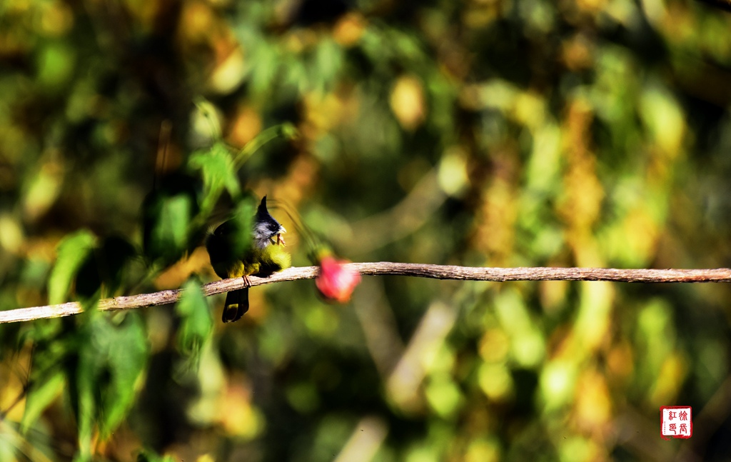 _DSC8618.jpg _DSC8618.jpg