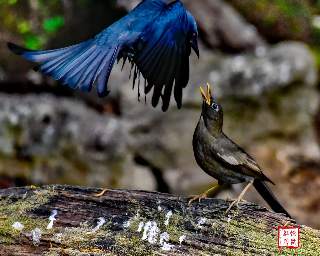 _DSC1026_dh.jpg _DSC1026_dh.jpg