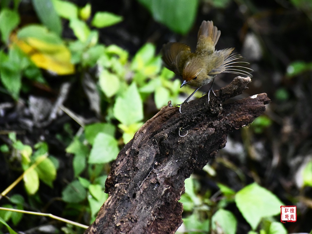 _DSC6581.jpg _DSC6581.jpg