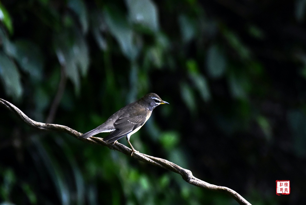 _DSC7422.jpg _DSC7422.jpg