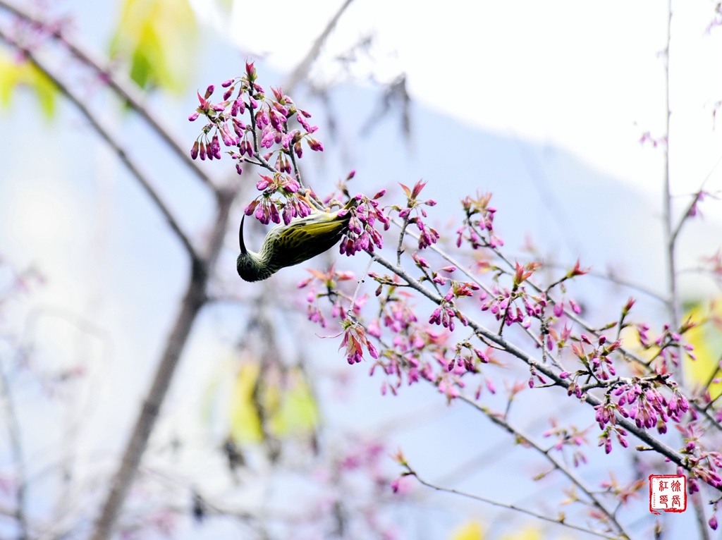 _DSC7398.jpg _DSC7398.jpg