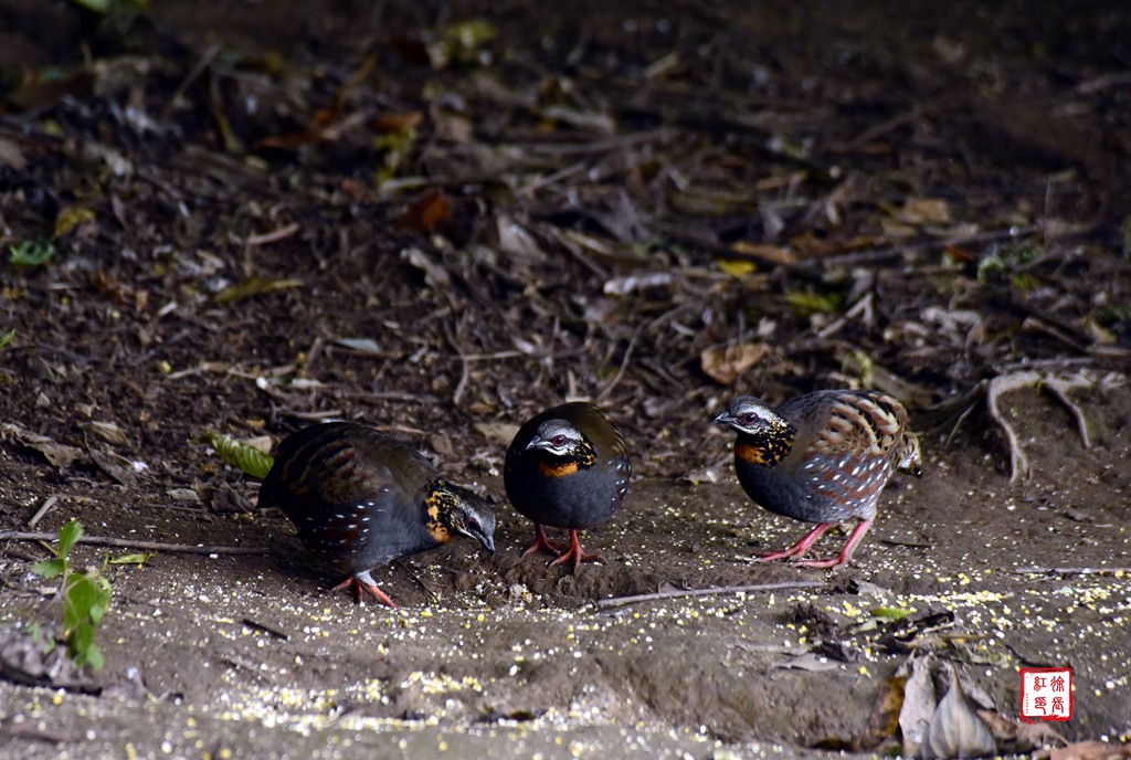 _DSC9242.jpg _DSC9242.jpg