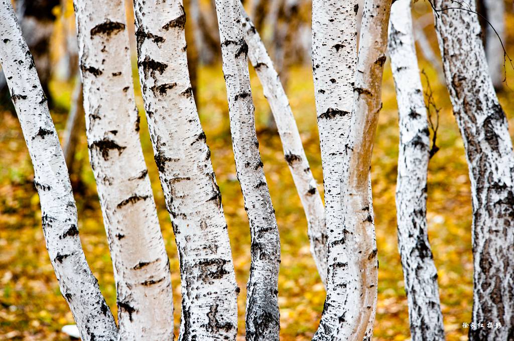_DSC2530.jpg