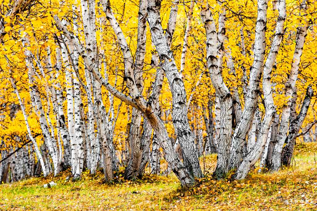 _DSC2501.jpg