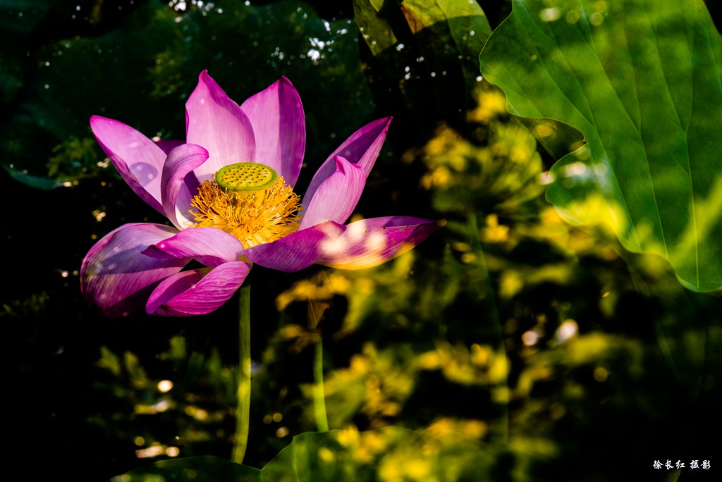 _DSC7605.jpg