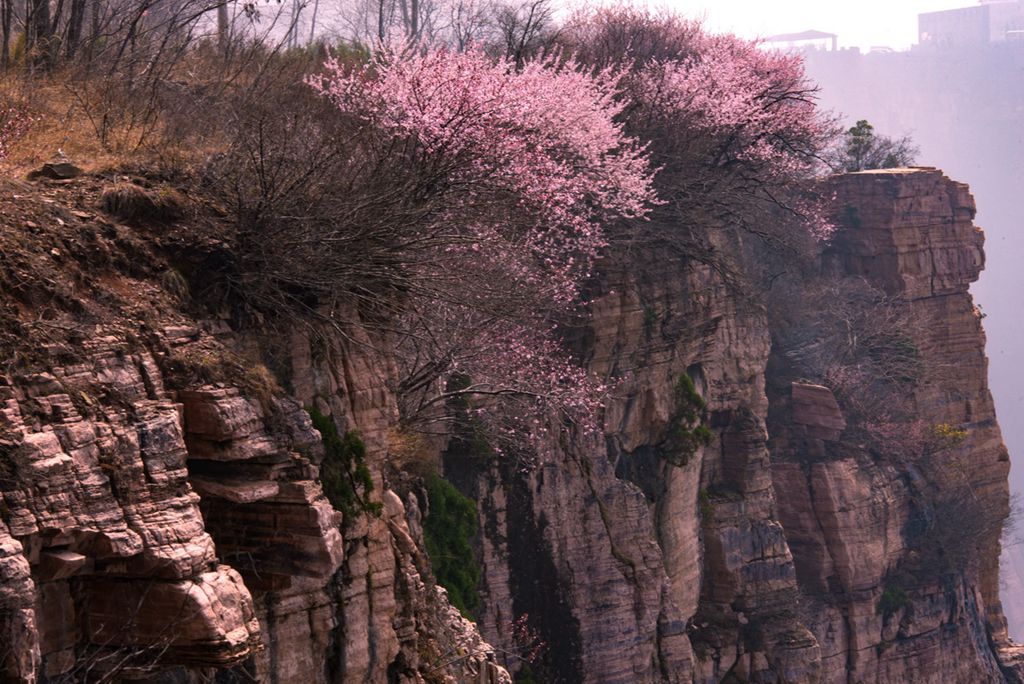 春花 (7).jpg